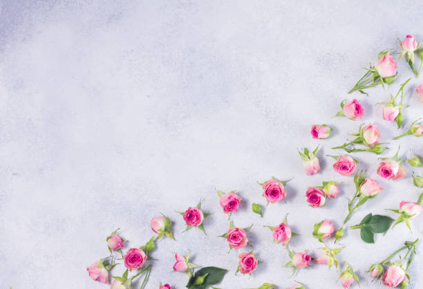 istock Pink and white rose flowers 683398220