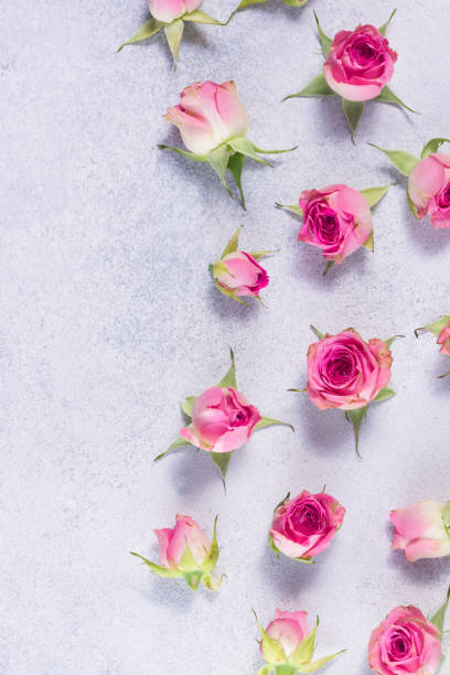 istock Pink and white rose flowers 683398286