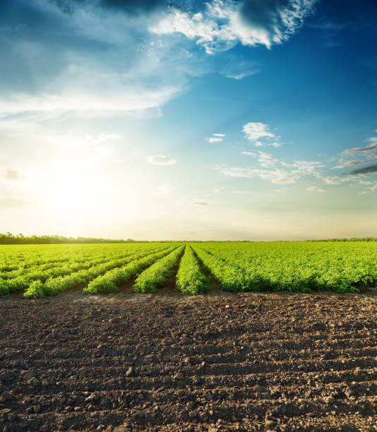 istock agricultural black and green fields and sunset in clouds 683400916