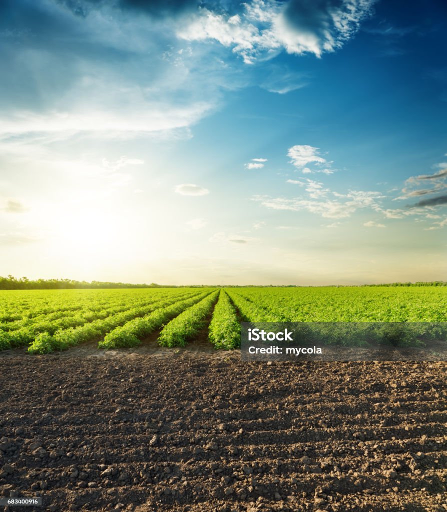 agricultural black and green fields and sunset in clouds Agricultural Field Stock Photo