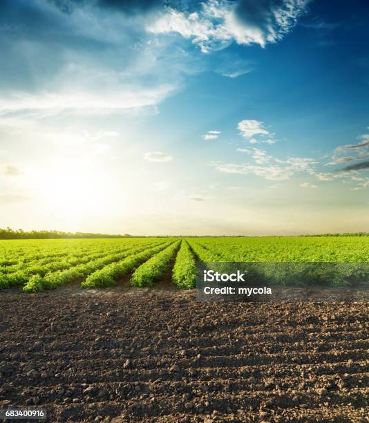 Agricultural Black And Green Fields And Sunset In Clouds Stock Photo - Download Image Now