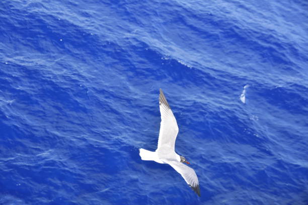 istock Birds fly over the sea 683400958