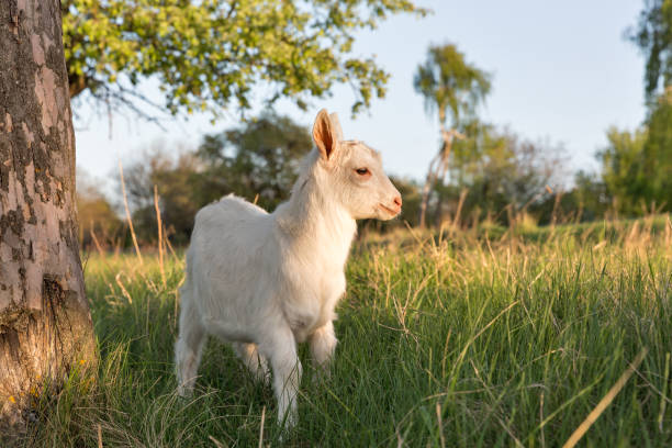 istock Domestic baby goat in a pasture spring orchard closeup 683402558