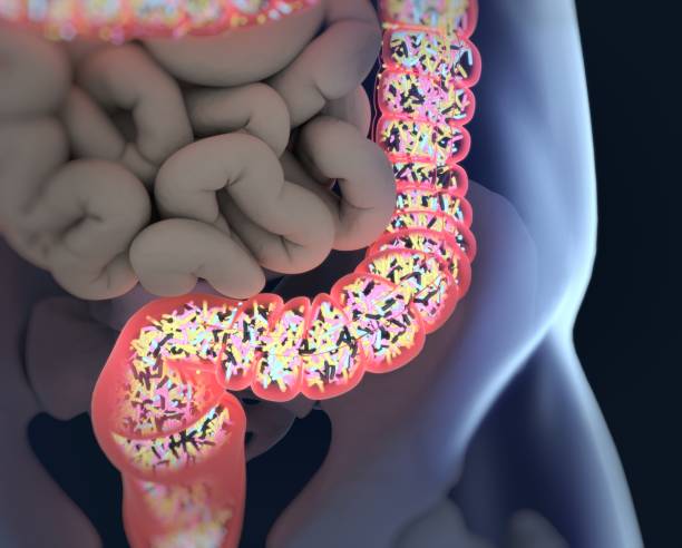 Gut bacteria, microbiome. Bacteria inside the large intestine, concept, representation. 3D illustration. stock photo