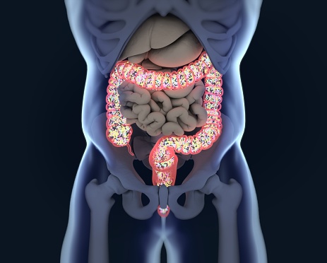 Gut bacteria, microbiome. Bacteria inside the large intestine, concept, representation. 3D illustration. Gut bacteria, microbiome. Bacteria inside the large intestine, concept, representation. 3D illustration.