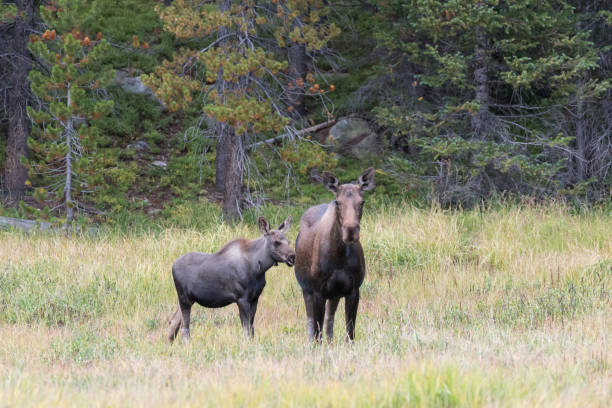 istock The Shiras Moose of Colorado 683411940