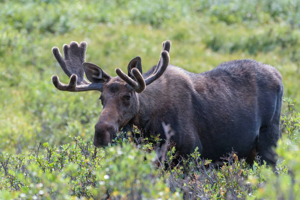 istock The Shiras Moose of Colorado 683412236