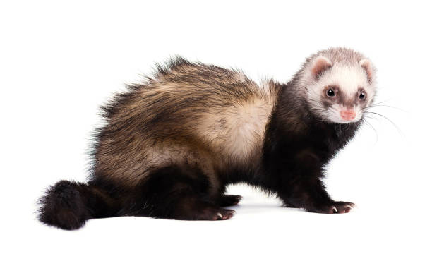 istock Ferret in full growth lies, isolated on white background 683414810