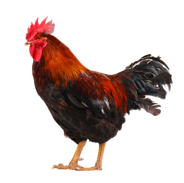 istock Beautiful male rooster isolated on white background. 683414978