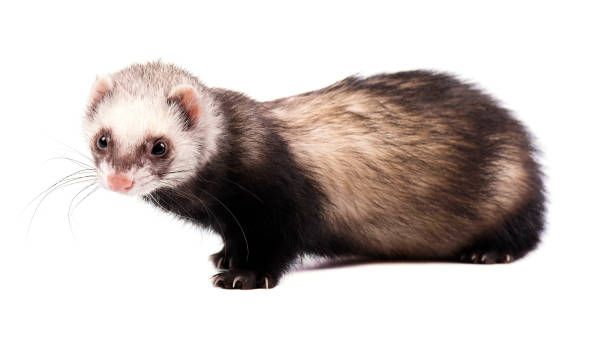 istock Grey ferret in full growth, isolated on white background 683415046