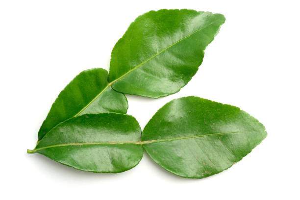 Kaffir Leaves from above, isolated on a white background.