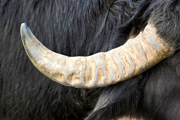istock Buffalo on the farm 683421454