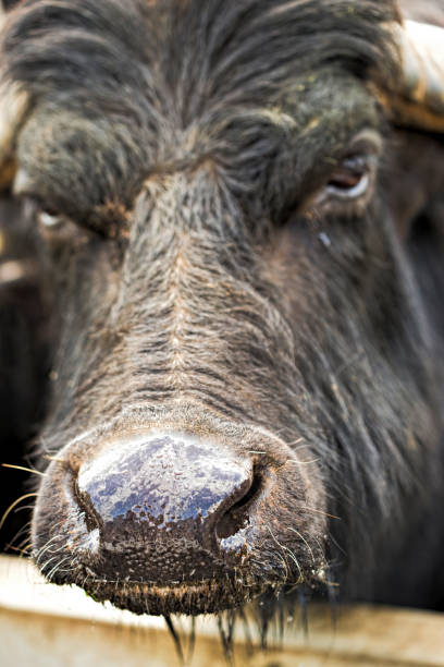 istock Buffalo on the farm 683421456
