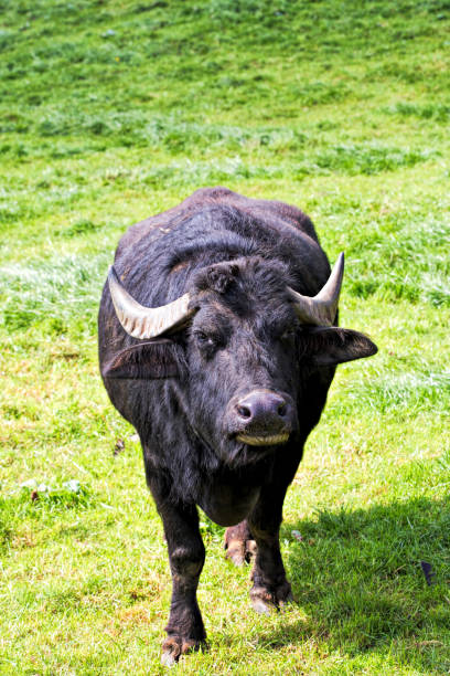istock Buffalo on the farm 683423658