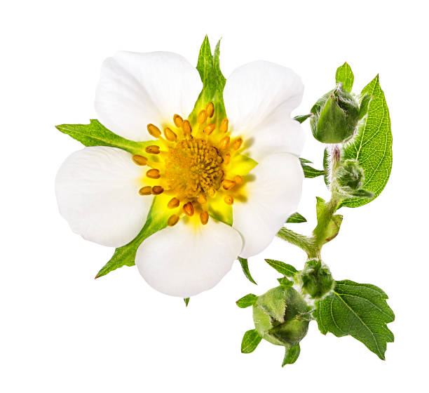 istock strawberry flower isolated on white 683423740