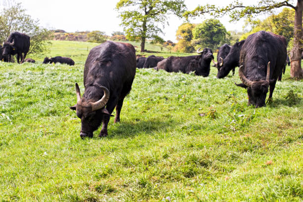 istock Buffalo on the farm 683424068