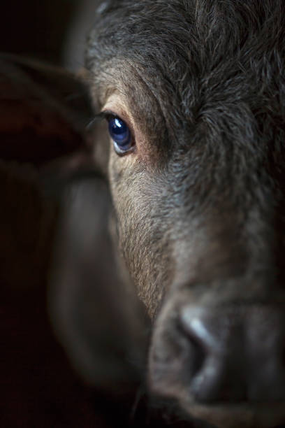 buffalo à la ferme - bull eye photos et images de collection