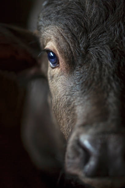 búfalos na fazenda - bull eye - fotografias e filmes do acervo