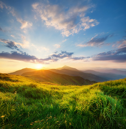 Field with flower in the mountain valley. Beautiful natural landscape in the summer time