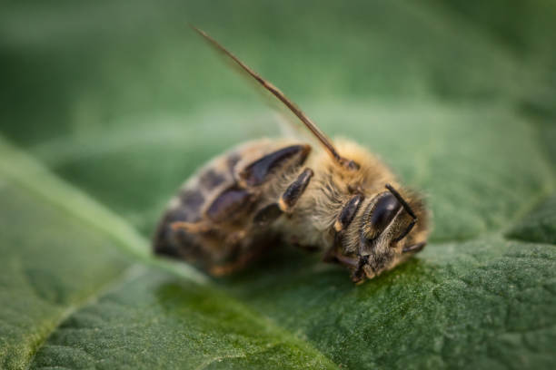 macro image of a dead bee on a leaf from a hive in decline, plagued by the colony collapse disorder and other diseases - colony swarm of insects pest animal imagens e fotografias de stock