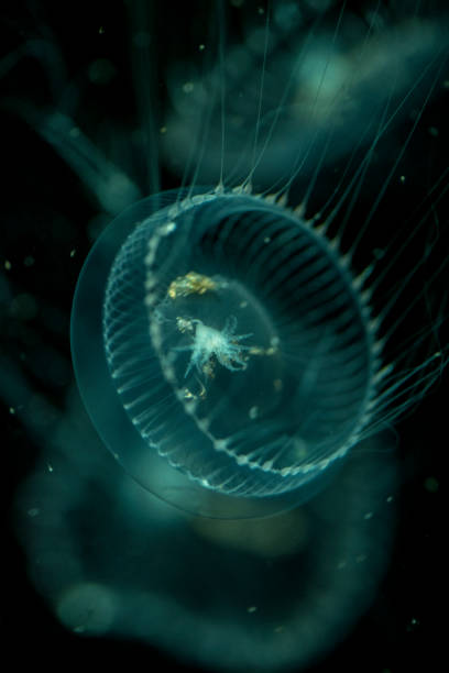 medusas - medusa cnidário - fotografias e filmes do acervo