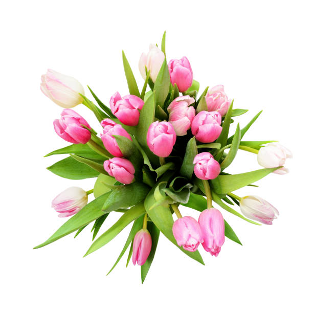 Pink and white tulip flowers bouquet isolated on white background. Top view.