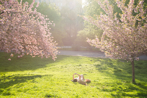 This is a royalty free stock color photograph of Central Park in urban travel destination New York City, USA. On a warm, sunny, spring day a woman lays out on the green grass lawn. Sunlight shines down across the park backlighting the pink flowers from the blooming cherry blossom trees. Photographed with a Nikon D800 DSLR in spring.