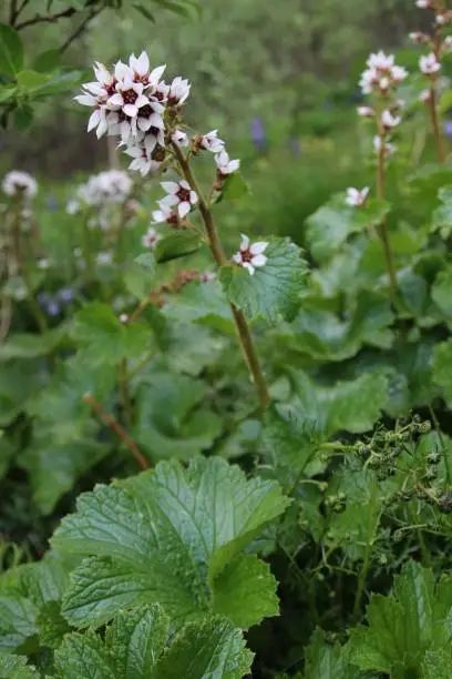 Macro Alaskan mountain flowers