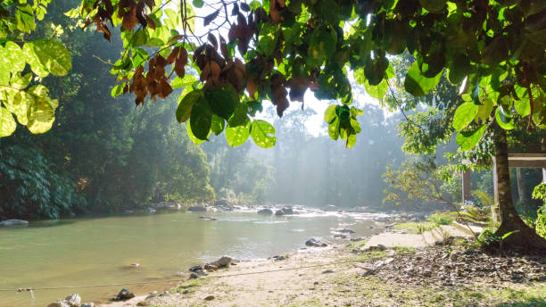 istock Ray of Light on the morning in the rain forest 683448122