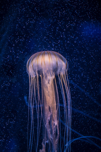 A stock photo of a Jelly Fish. Photographed using the Canon EOS 1DX Mark II and Canon 100mm f2.8 IS L series lens.