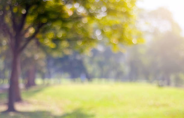 istock Blur park with bokeh light background, nature, garden, spring and summer season, banner 683450946