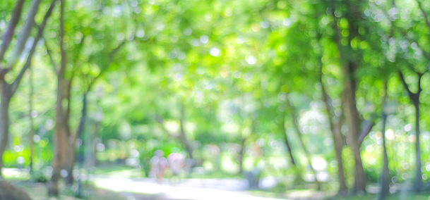 Blur park with bokeh light background, nature, garden, spring and summer season, banner