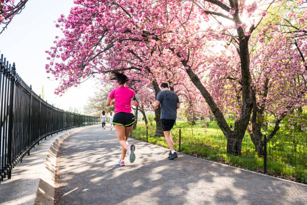 People Run by Blooming Cherry Blossom Trees Central Park NYC This is a royalty free stock color photograph of the running path along the reservoir in Central Park an urban travel destination New York City, USA. The pathway is lined with pink cherry blossom trees in full bloom. Real people run along the pavement underneath as the sun shines through the flowers. Photographed with a Nikon D800 DSLR in spring. free of charge photos stock pictures, royalty-free photos & images