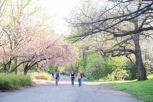 This is a royalty free stock color photograph of a casually dressed people on pathway in Central Park, an urban travel destination in the Manhattan borough of New York City, USA. Blooming pink cherry blossom trees line the shady path. Photographed with a Nikon D800 DSLR in spring.