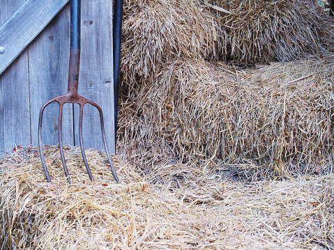 Farmhouse background. Iron rake, wooden door and rice straw.
