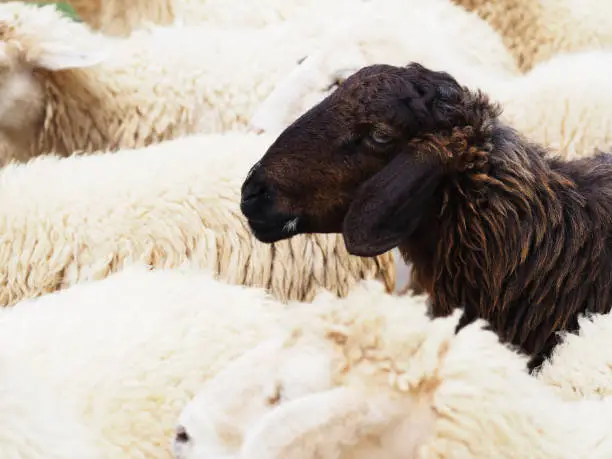 Close up head of black sheep in the flock of white sheeps