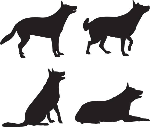 Stand Sit Lie Down Vector silhouettes of a dog standing sitting and lying down. dog sitting stock illustrations