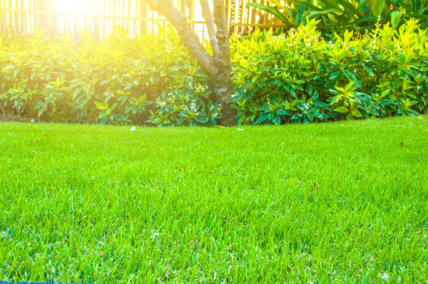 istock Close up green grass field with blur park background,Spring and summer concept 683468512