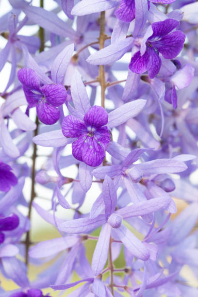 istock Beautiful purple orchid 683469230