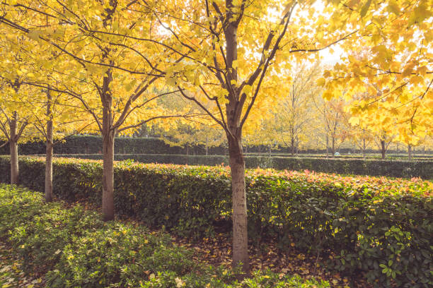 autumn/winter city park scenery,natural background.