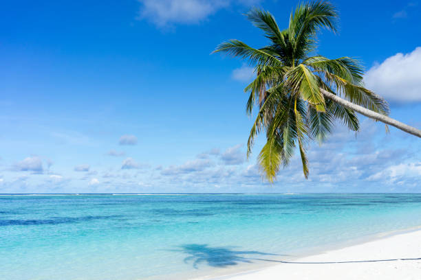 istock beautiful tropical beach 683472454
