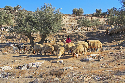 Jerusalem, Israel - October 25, 2013:  Shepherdess tending her sheep in an olive grove between Jerusalem and Bethlehem, Israel.