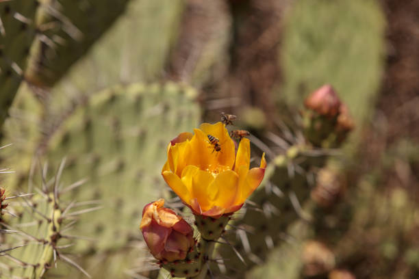 Honeybee, Apis mellifera, gathers pollen from the yellow flower on a prickly pear cactus, Opuntia ficus indica, along a wilderness hiking trail in Laguna Beach, California.