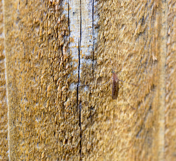 istock Mosquito sitting on a piece of wood 683476112