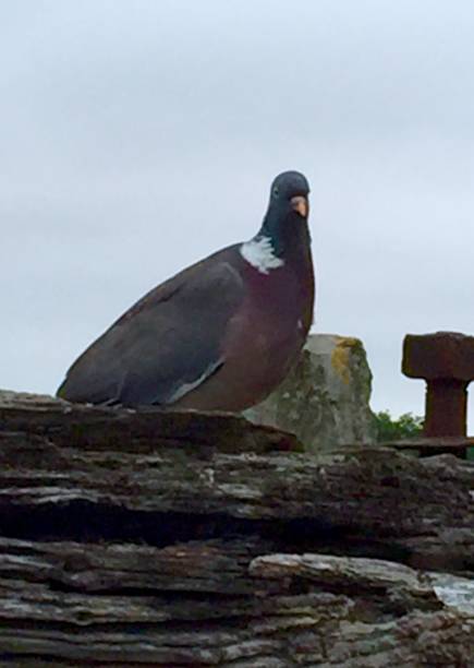 Pidgeon at Avebury Henge