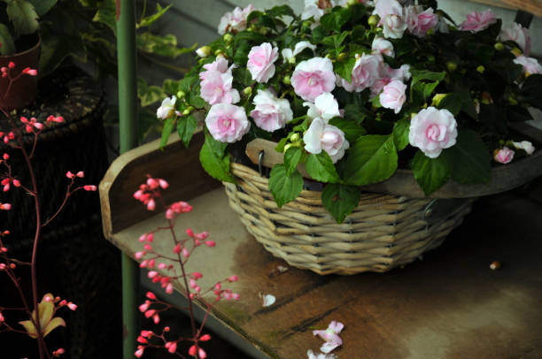 istock Blossom pink roses 683476666