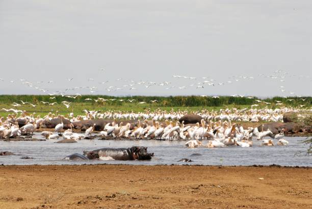 hipopótamos e pelicanos - lake manyara national park - fotografias e filmes do acervo