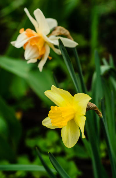 istock Yellow narcissus on flowerbed 683480336