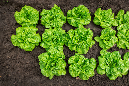 High angle view of lettuce field.