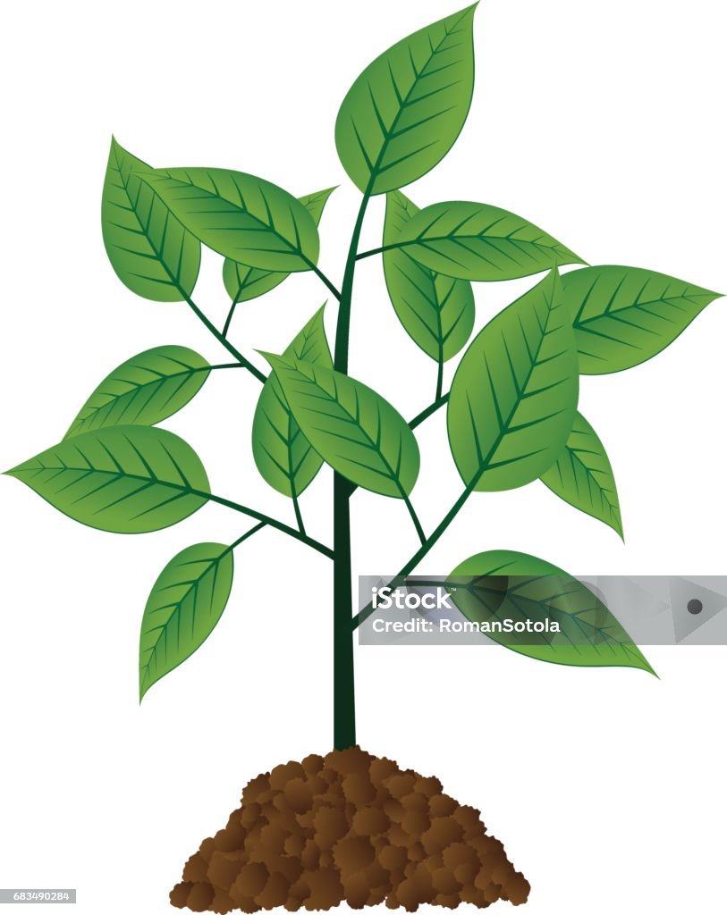 Tree Seedling Vector Vector Young Tree Stock Illustration - Download Image Now - Seedling ...